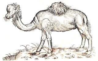 Illustration for article titled How Europeans Imagined Exotic Animals Centuries Ago, Based on Hearsay